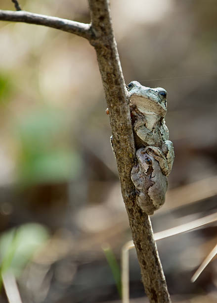 Grey Tree Frogs - Narcisse, Manitoba A female Grey Tree Frog stands on the head of a male in Narcisse, Manitoba. creighton stock pictures, royalty-free photos & images