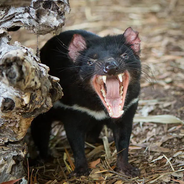 Close up of a tasmanian devil showing off its teeth. They are known for their aggression and power.