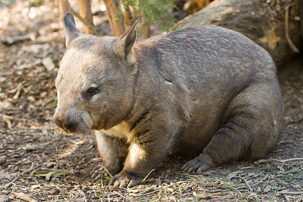 Close up of a southern hairy nosed wombat, Australia.