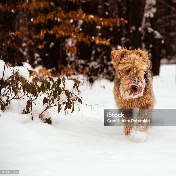 Airedaleterrier Hund Laufen Im Schnee Stockfoto und mehr Bilder von Airedaleterrier - Airedaleterrier, Aktivitäten und Sport, Bewegung