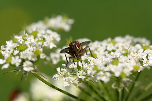 one fly on the white flower, photo