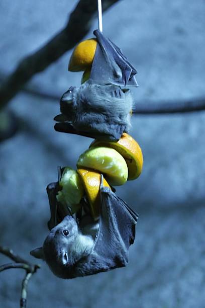 egyptian fruit bat egyptian fruit bat hanging down and eating fruit rousettus aegyptiacus stock pictures, royalty-free photos & images