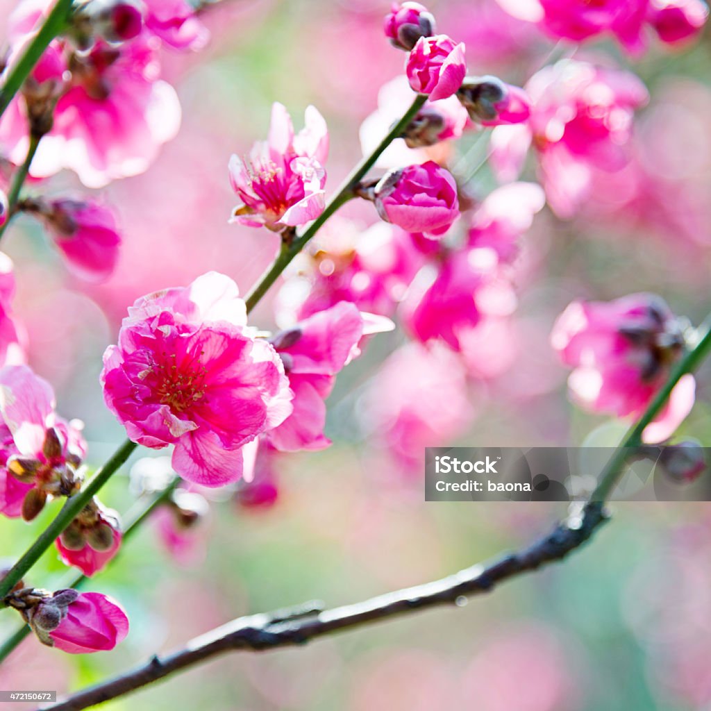 Pink plum blossoms Pink plum blossoms in the spring. 2015 Stock Photo