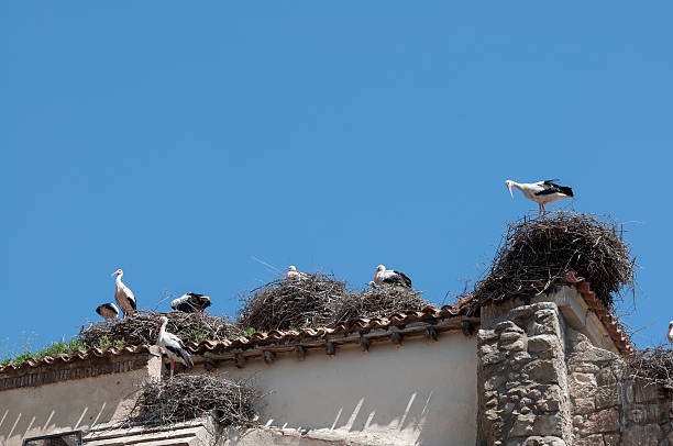 istock Colony of White stork 472150960
