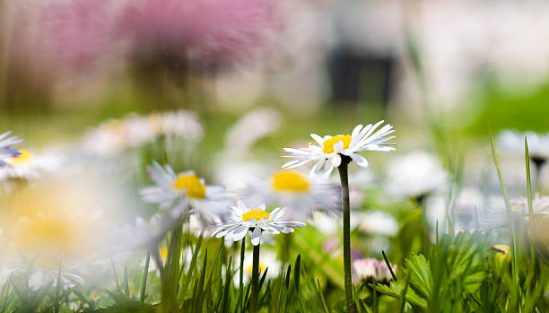 Swedish summer meadow with Daisies in focus stock photo