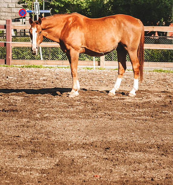 istock Wild horse on a farm 472151621