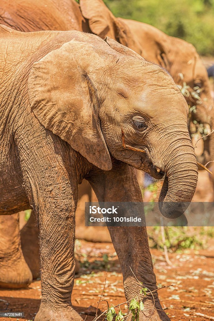baby Elefante africano di alimentazione - Foto stock royalty-free di Africa