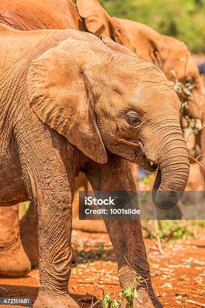 Baby Elefante Africano Di Alimentazione - Fotografie stock e altre immagini di Africa - Africa, Ambientazione esterna, Animale