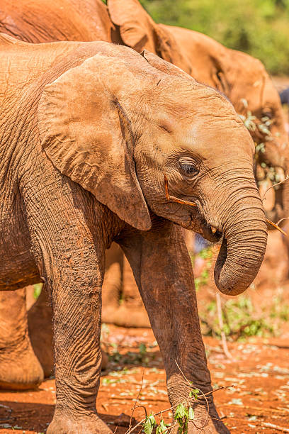 istock African baby Elephant - feeding 472151681