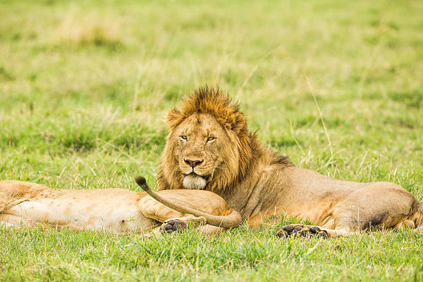 istock King Lion and Lioness at wild 472151709