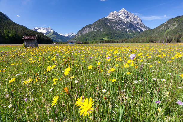 desabrochando prado de verão, mt. klimmspitze, tirol, áustria - forchach imagens e fotografias de stock