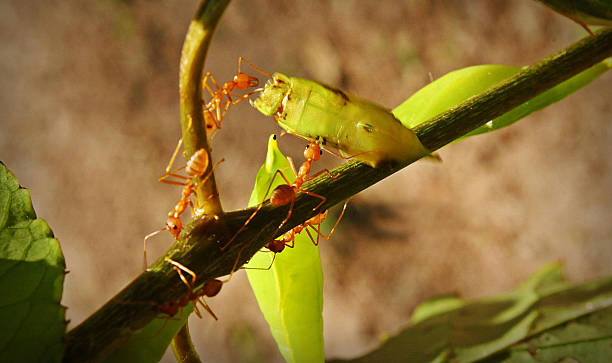 red ant - deang stock-fotos und bilder