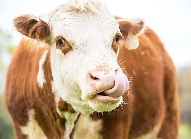 Close-up view of a brown and white Hereford cow with her tongue in her nose. Taken on a springtime day out in the pasture. This cow has a white face with brown around both of her eyes and on her ears. Focus is on the tongue and nose.