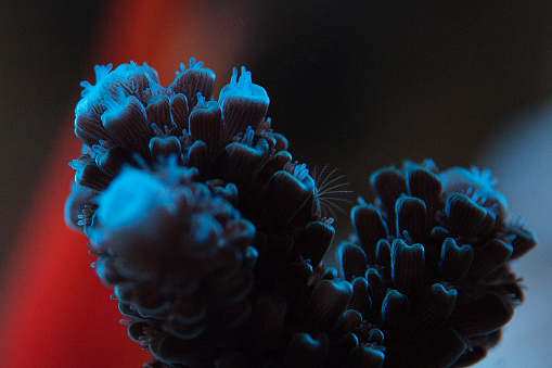 A macro shot of a Staghorn Acropora with extended polyps.