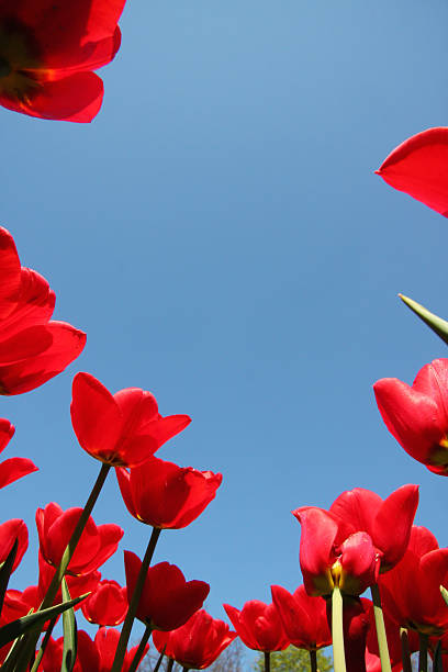 istock Dutch Flower Field Red Tulips 472152906