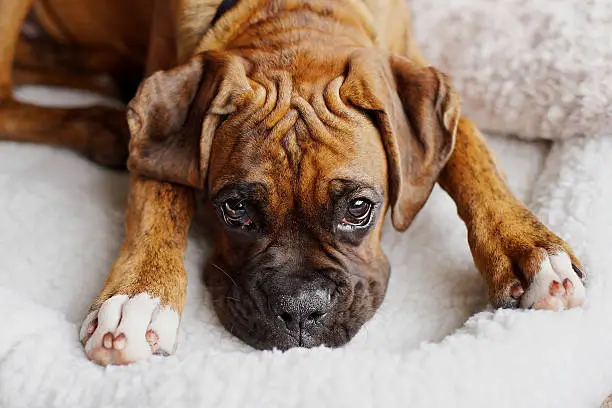 Photo of Brindle classic purebred boxer puppy dog closeup wrinkled forehead