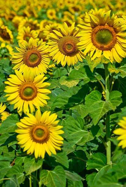 istock sun flowers field in Thailand 472153485