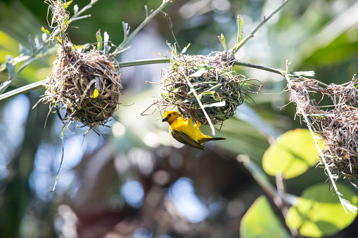 Weaver Bird building her nest.  RMClick Here to view my other Animal images