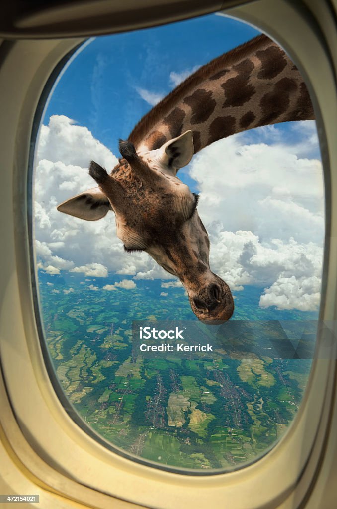 Giraffe suchen Sie im Fenster in ein Flugzeug - Lizenzfrei Flugzeug Stock-Foto