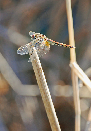 Macro photograph of a colored dragonfly on a stick in the beautiful nature of Erdemli Mersin Turkey.