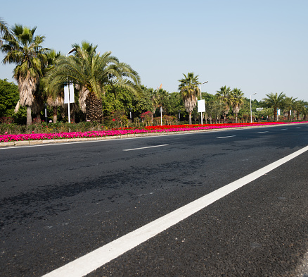 Country highway with palm tree and colorful flowers.