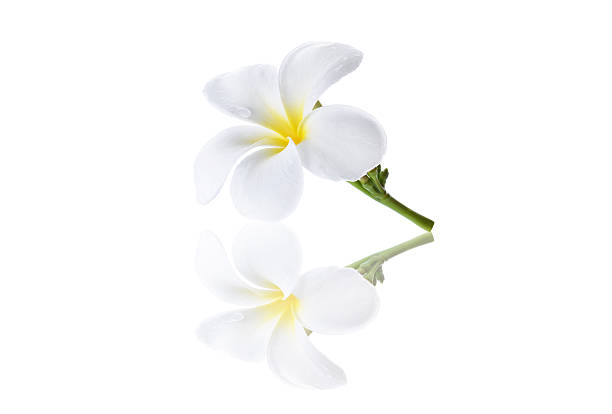 istock colorful plumeria flower isolated on white 472155838