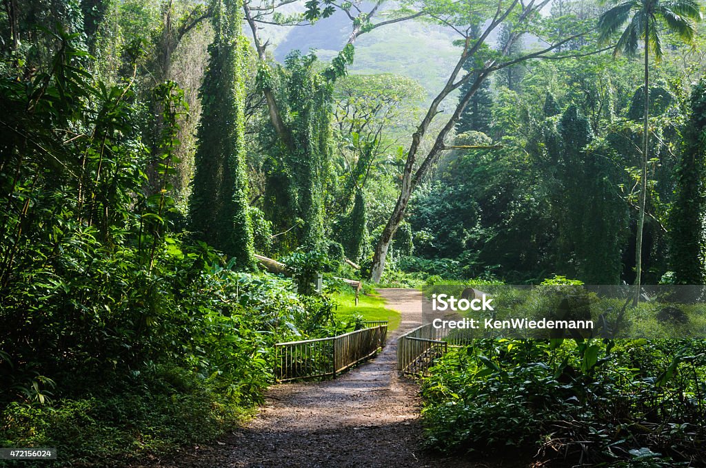 Path Through the Primordial Rain Forest A pathway leads through a lush tropical rain forest jungle in Hawaii 2015 Stock Photo