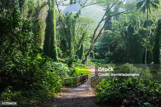 Path Through The Primordial Rain Forest Stock Photo - Download Image Now - 2015, Ancient, Bridge - Built Structure