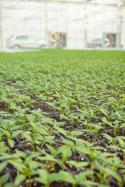 Garden Center Greenhouse Garden Center Greenhouse. formal garden flower bed gardening vegetable garden stock pictures, royalty-free photos & images