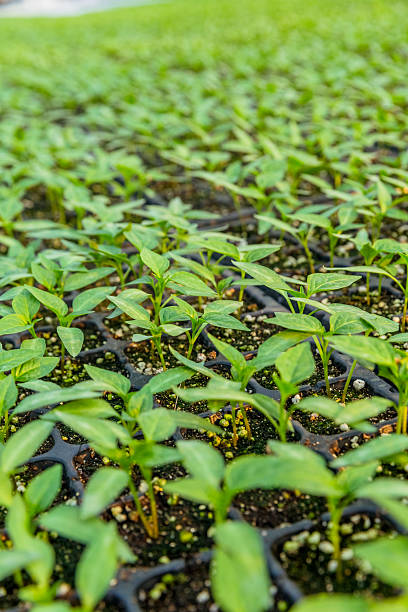 istock Garden Center Greenhouse 472156089