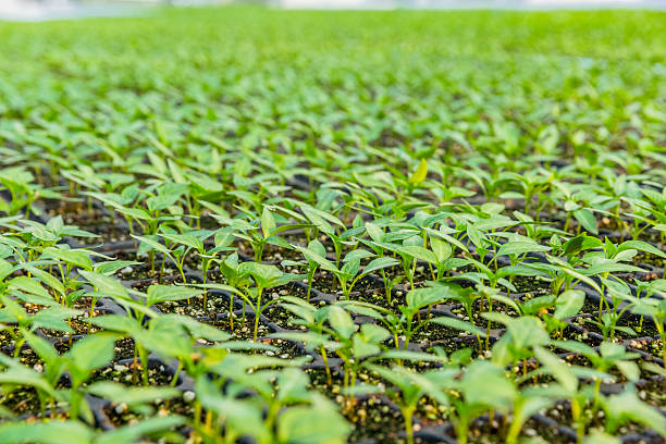 Rows of green pepper seedlings are stacked in plastic trays on a metal shelf, ready for transplantation in a greenhouse or outdoor field. The young plants are arranged neatly in white trays, showing healthy growth and uniform leaves. The setup reflects modern agricultural practices aimed at maximizing efficiency and yield.