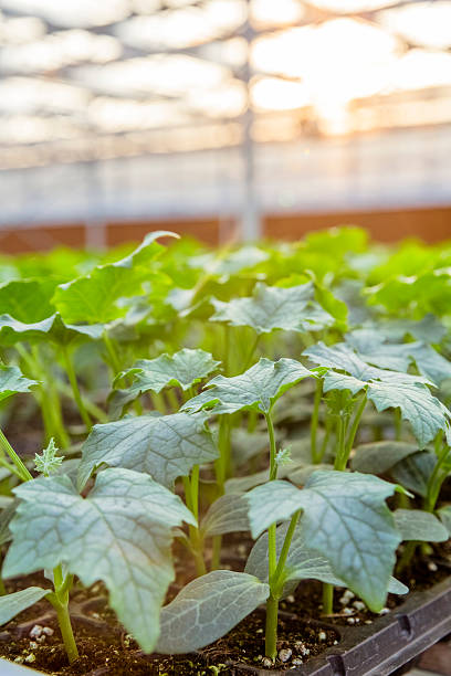 Garden Center Greenhouse Garden Center Greenhouse. formal garden flower bed gardening vegetable garden stock pictures, royalty-free photos & images