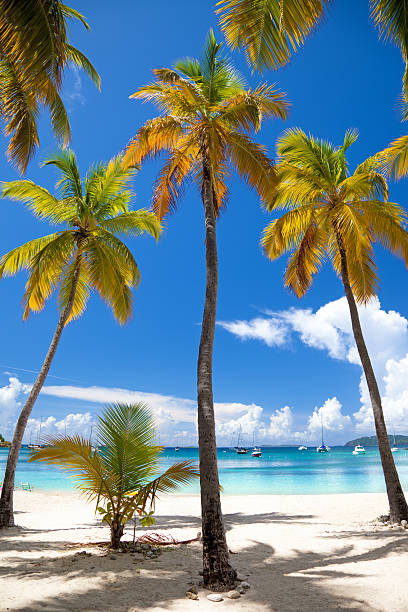 istock palm trees at Honeymoon Beach, Water Island, USVI 472156135