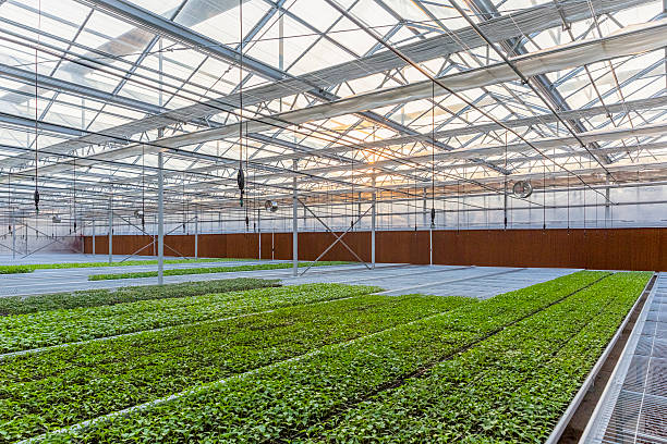 istock Garden Center Greenhouse 472156149