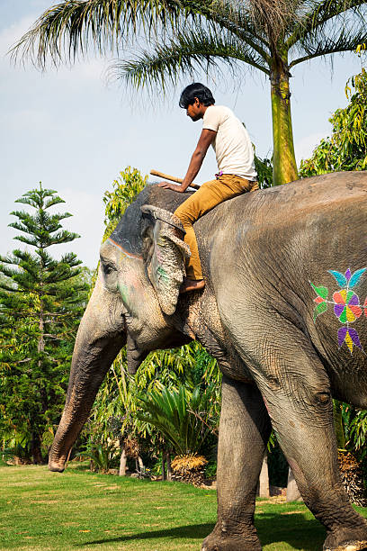 istock Painted Elephant and Handler in Amer, India 472156212