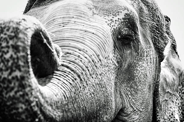 istock Elephant Portrait in Amer, India 472156226
