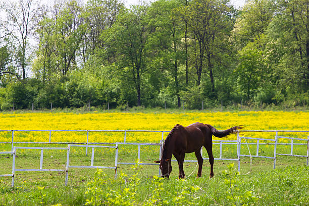 brown horse grazing grass on field in springtime at continental Europe. photo is taken with dslr camera and telephoto lens.
