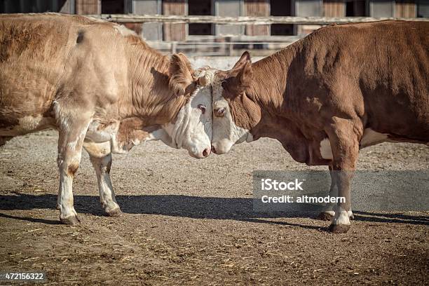 Two Fighting Or Loving Cows On A Ranch Stock Photo - Download Image Now - Cow, Domestic Cattle, Struggle