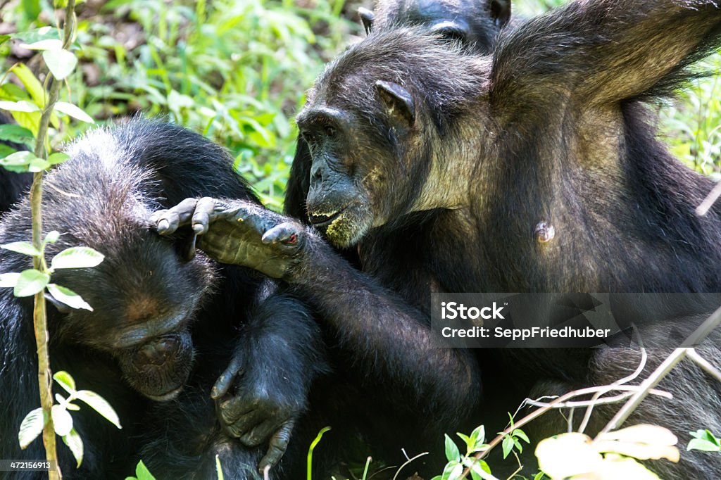 Adult Chimpanzee grooming, wildlife shot, Gombe Tanzania Adult Chimpanzee is grooming an other Chimpanzee, sozial behaviour,  close up, wildlife shot, Gombe Tanzania.  Chimpanzee Stock Photo
