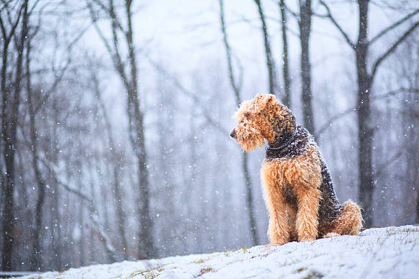 Airedale terrier dog sitting under snowfall dog sitting on the snow airedale terrier stock pictures, royalty-free photos & images