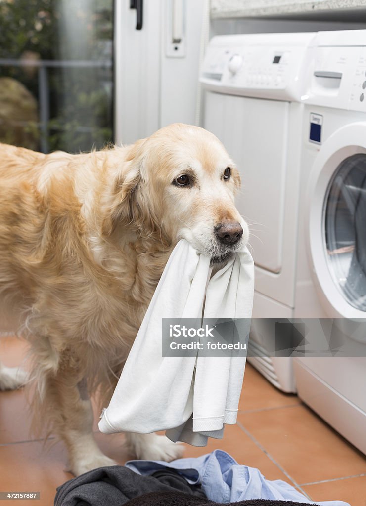 Golden Retriever facendo lavanderia - Foto stock royalty-free di Animale da compagnia