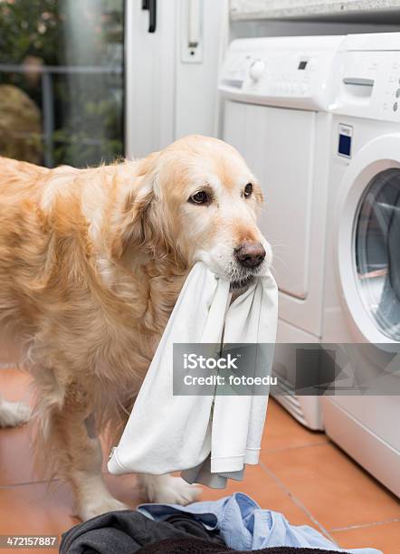 Golden Retriever Facendo Lavanderia - Fotografie stock e altre immagini di Animale da compagnia - Animale da compagnia, Fare il bucato, Abbigliamento