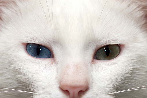 Portrait of blue and green eyed white cat which is called 