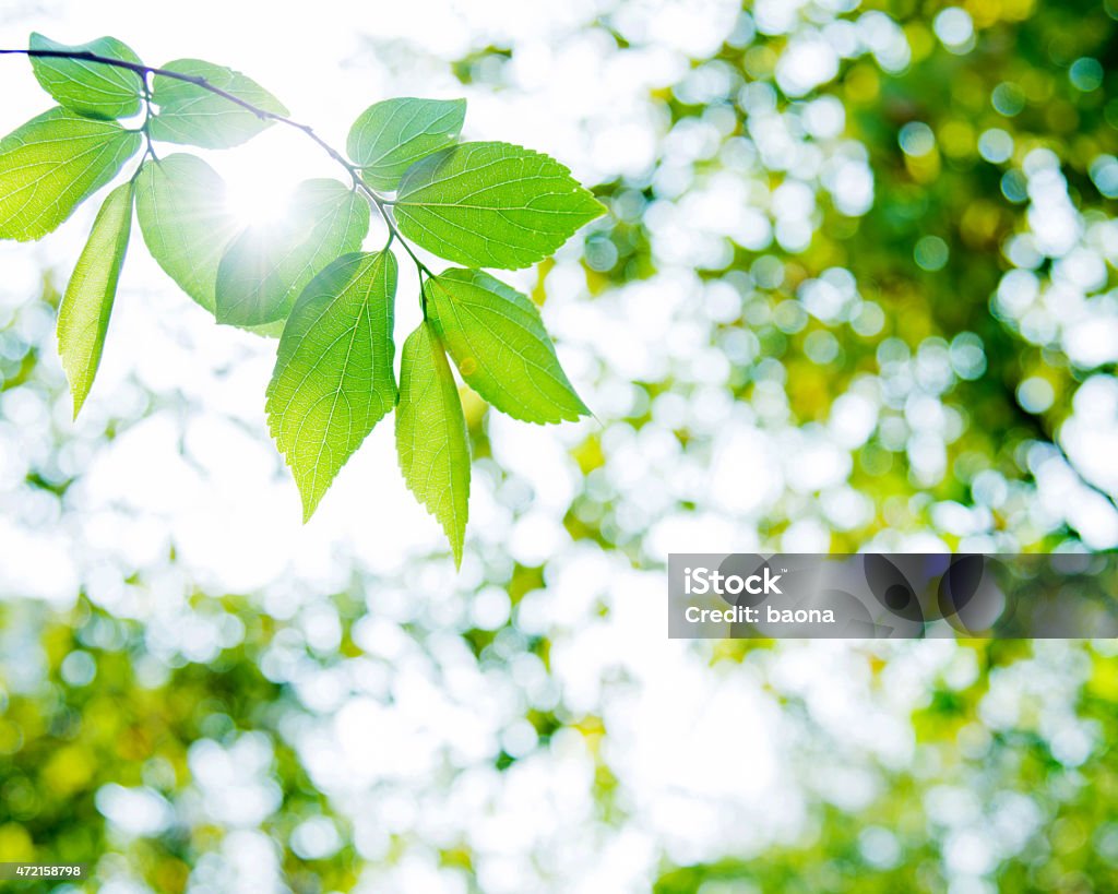 Fresh leaves Fresh and green leaves for backgrouond. 2015 Stock Photo