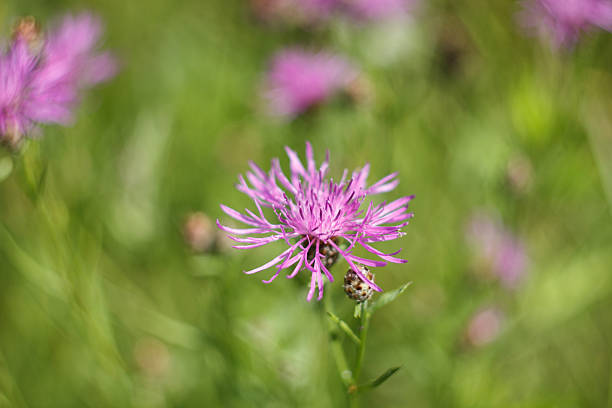 istock flower of a meadow cornflower 472159064