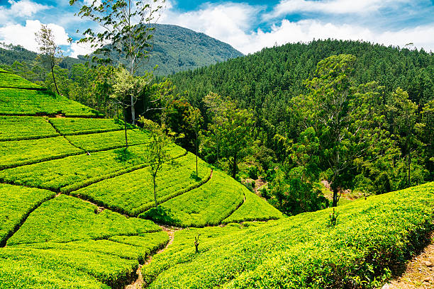 istock Tea plantations in Nuwara Eliya, Sri Lanka 472159328