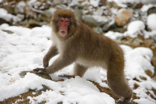 Snow monkey, japanese macaque near nagano japan. in natural habitat