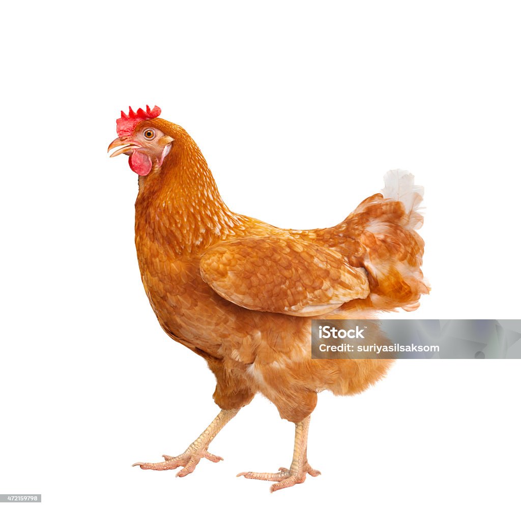 brown chicken isolated white Chicken - Bird Stock Photo