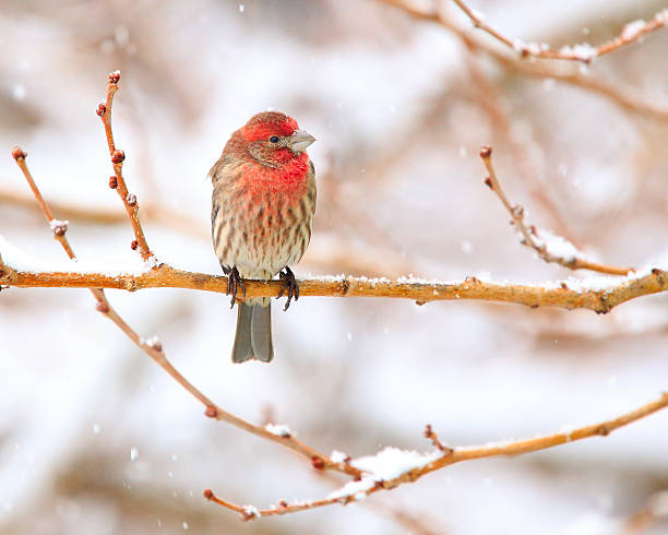 Roselin familier d'hiver Hommes - Photo