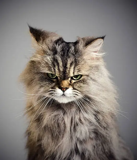 Studio portrait of a persian cat with suspicious expression.